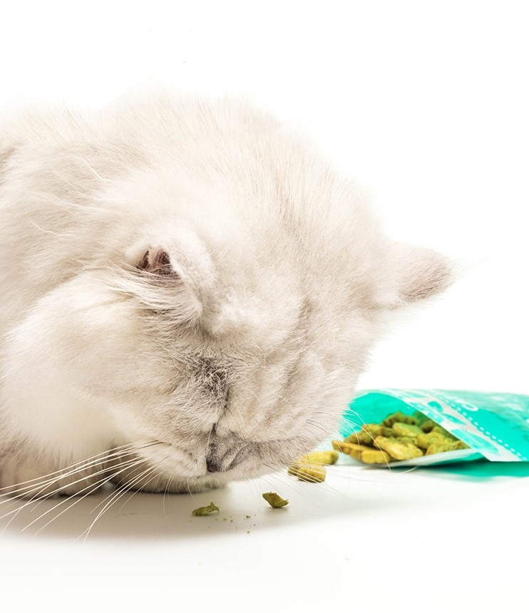 BÁNH QUY CATNIP DÀNH CHO MÈO
