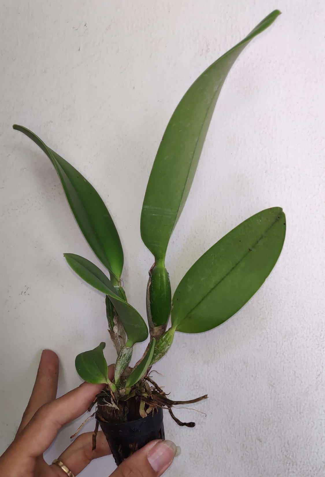 [Cây giống] Lan Cattleya Giống nhiều màu xổ số