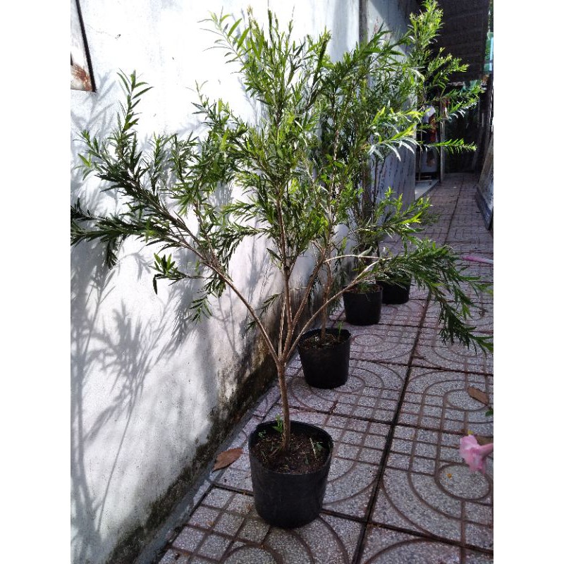 Cây hoa liễu siêu hoa