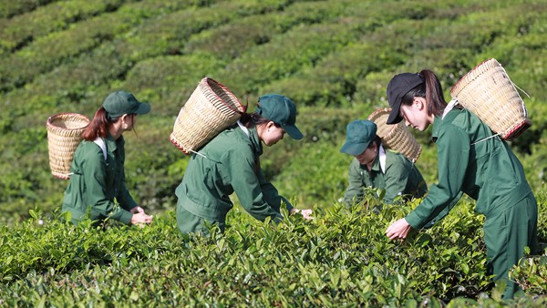 Trà Vinatea Hoa Cúc Mật ++ túi lọc 40gr