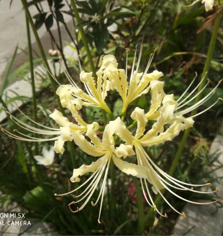 Củ giống hoa bỉ ngạn hoa màu vàng ( 1 củ + 1 viên nén xơ dừa ươm củ )