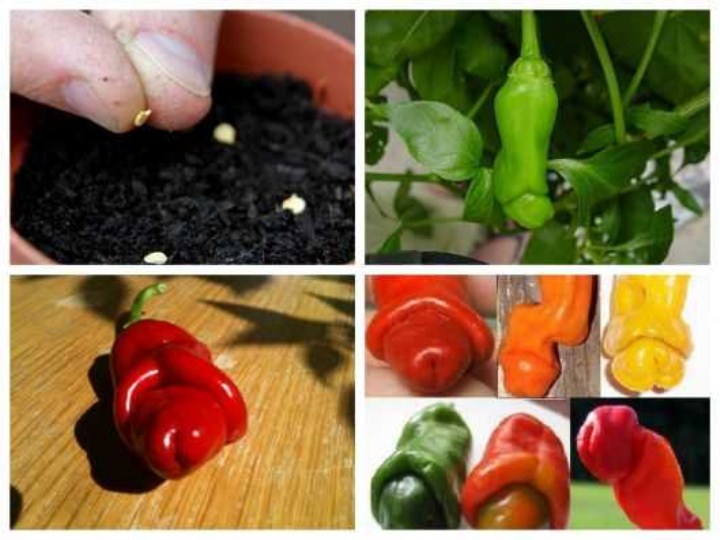20 hạt giống quả ớt cu tý