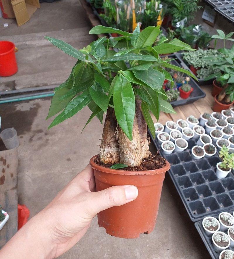 Kim ngân ba thân để bàn - cây phong thủy