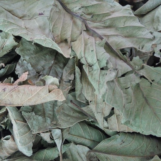 200gr lá ổi khô hàng loại 1 GT207