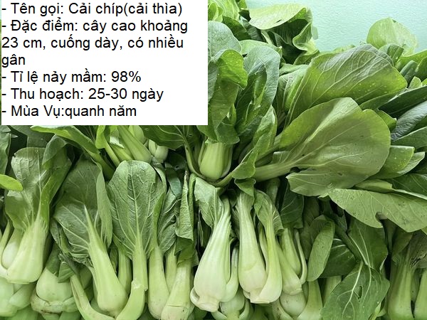 Gói 20gram Hạt giống rau cải chíp (cải thìa - cải chít) -STT0012