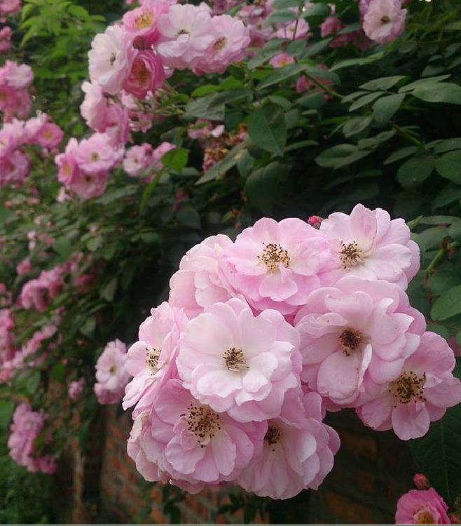 "Gói 20 "Hạt giống hoa hồng thơm mini ( hồng tầm xuân ) [Seeds]