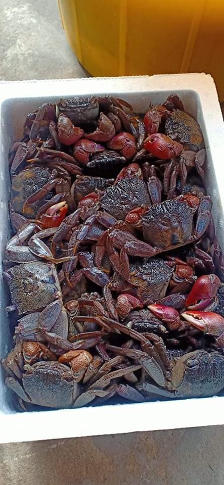 Ba khía muối loại vừa