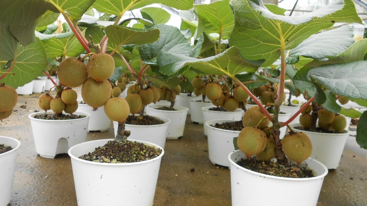 [Lấy mã giảm thêm 30%] Gói Hạt Giống Cây Kiwi