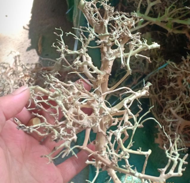 Lũa xương chùm / Lũa tán quýt (100g) 🔥 Chuyên ghép tán bonsai thuỷ sinh