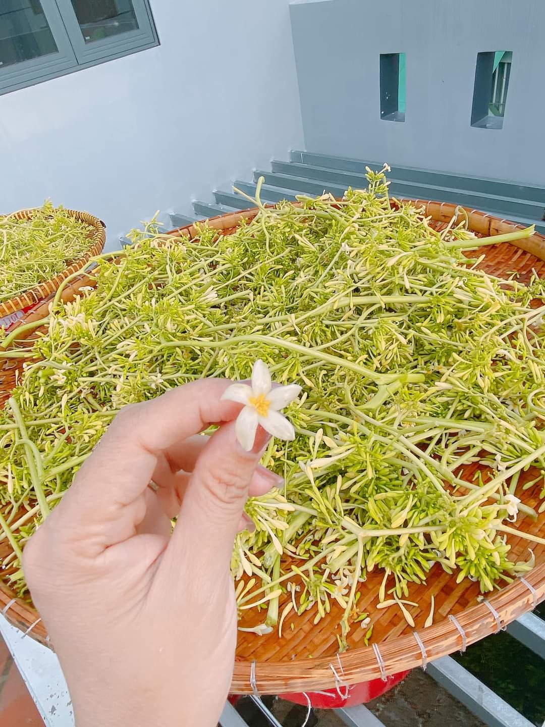 Mật Ong Rừng Ngâm Hoa Đu Đủ Đực