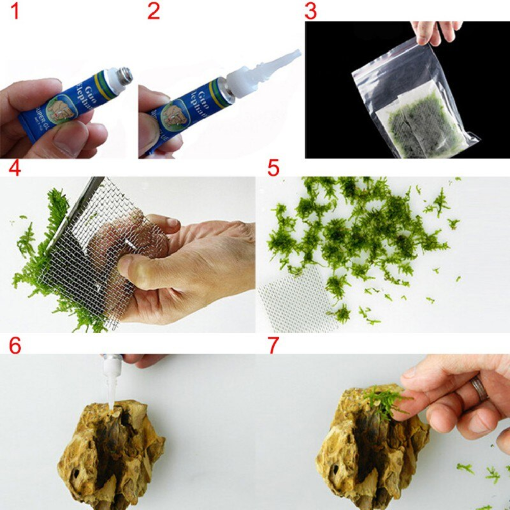 Keo dán cây thuỷ sinh, ráy bucep thủy sinh lên lũa đá
