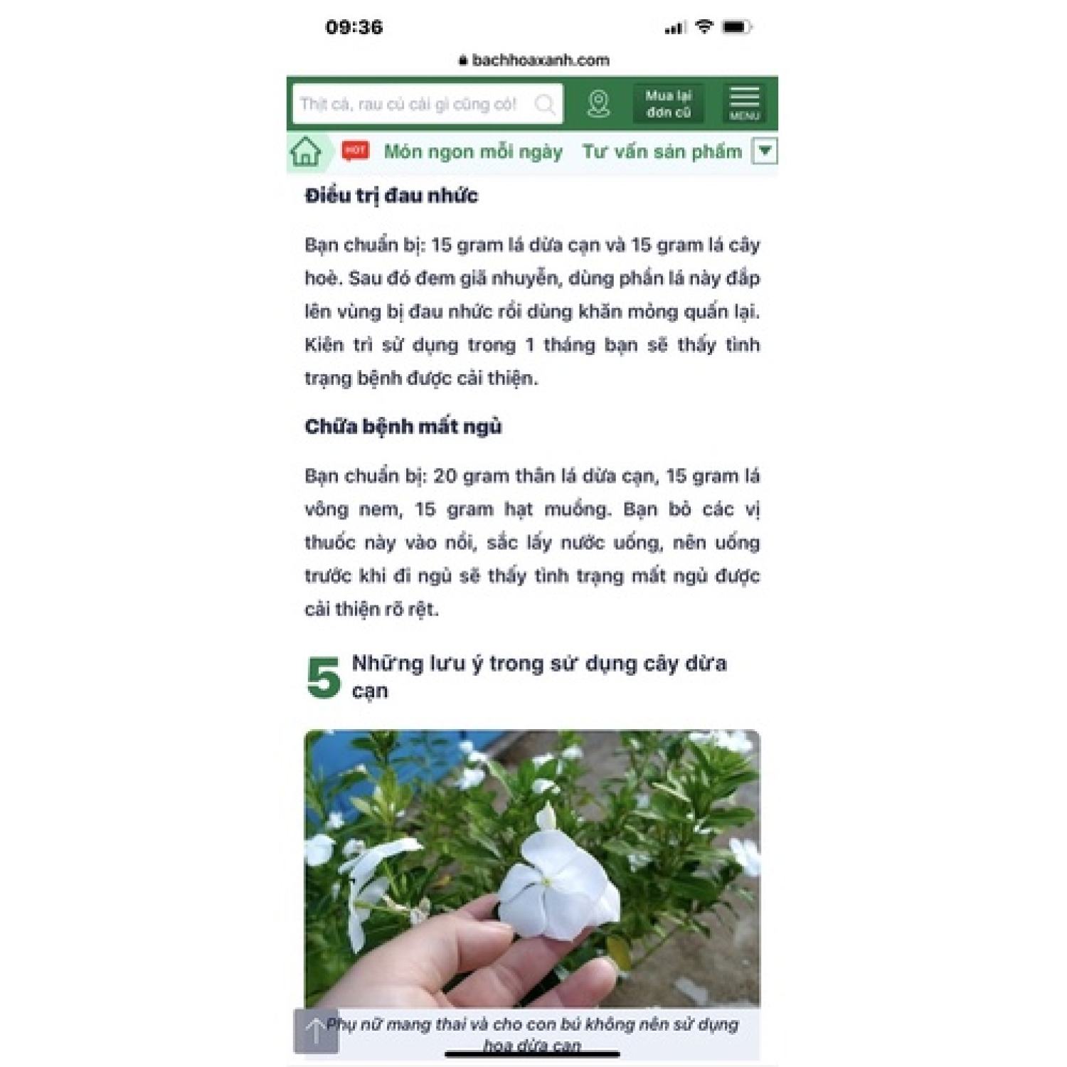 Cây Catharanthus roseus (hoa dừa cạn) màu hồng