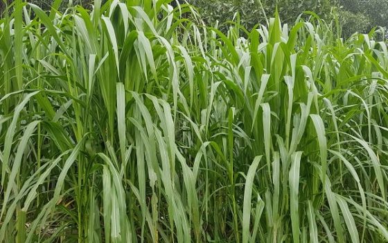 100g hạt giống cỏ ngọt lai siêu năng suất - cỏ chăn nuôi