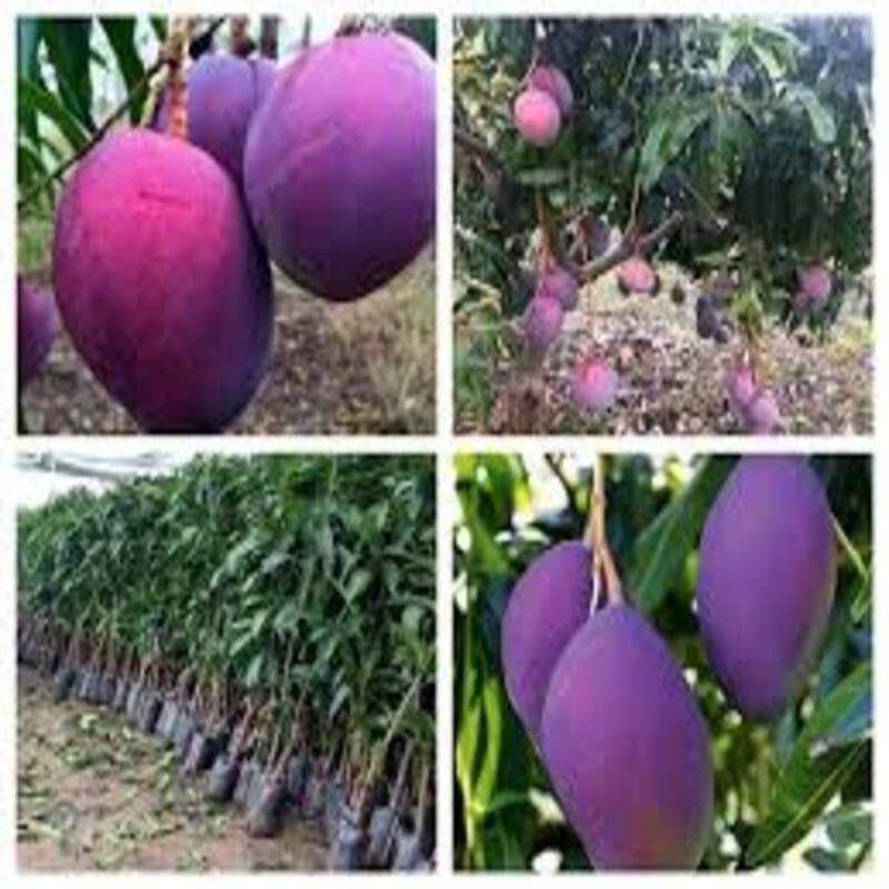 cây giống XOÀI TÍM - Giống chuẩn F1 - Siêu sai quả ngon, ngọt