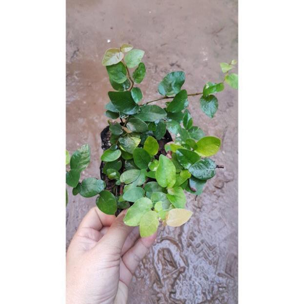 MỚI Combo 3 Bầu Cây Vảy Ốc Bám Tường (Cây Thằn Lằn)