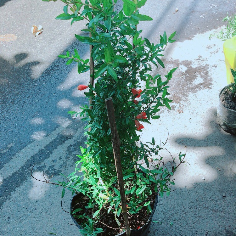 Cây lựu cho nhiều quả