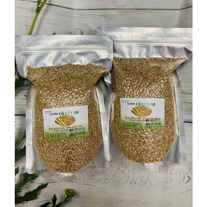 1kg Hạt mạch Úc (hạt giống cỏ lúa mỳ)
