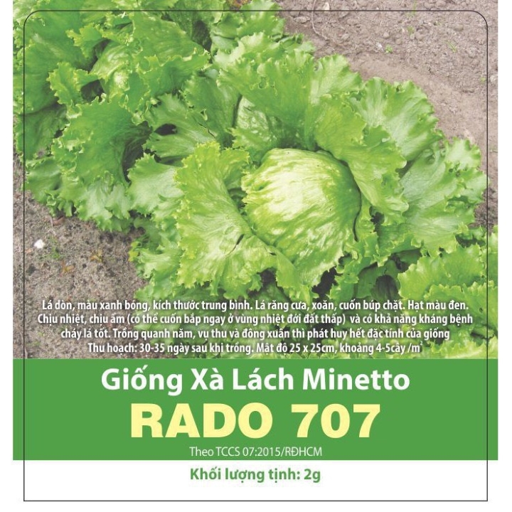 Xà lách Minetto
