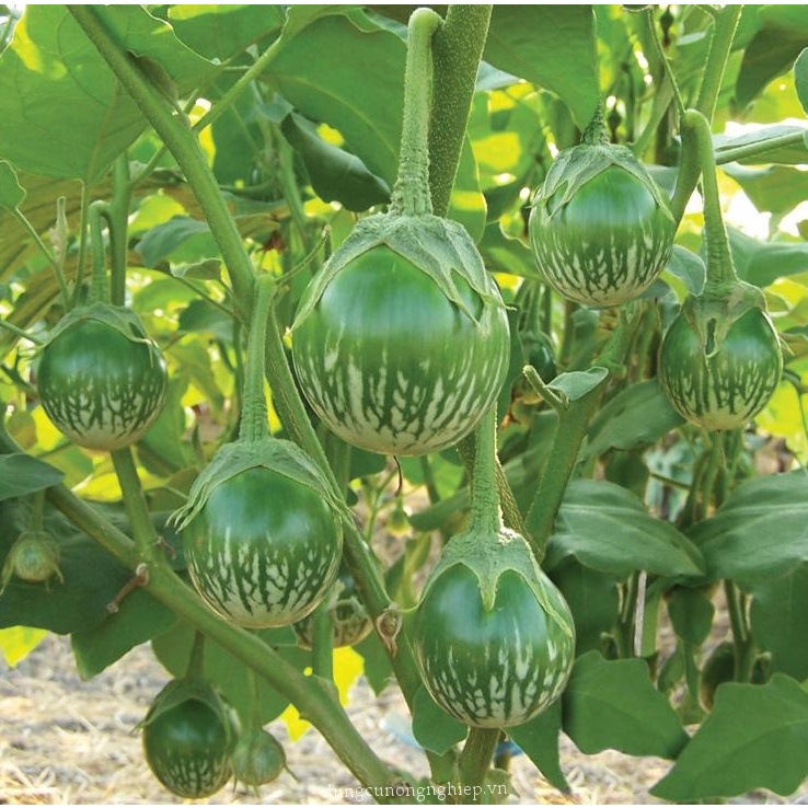Hạt giống Cà Dĩa Da Ếch TN