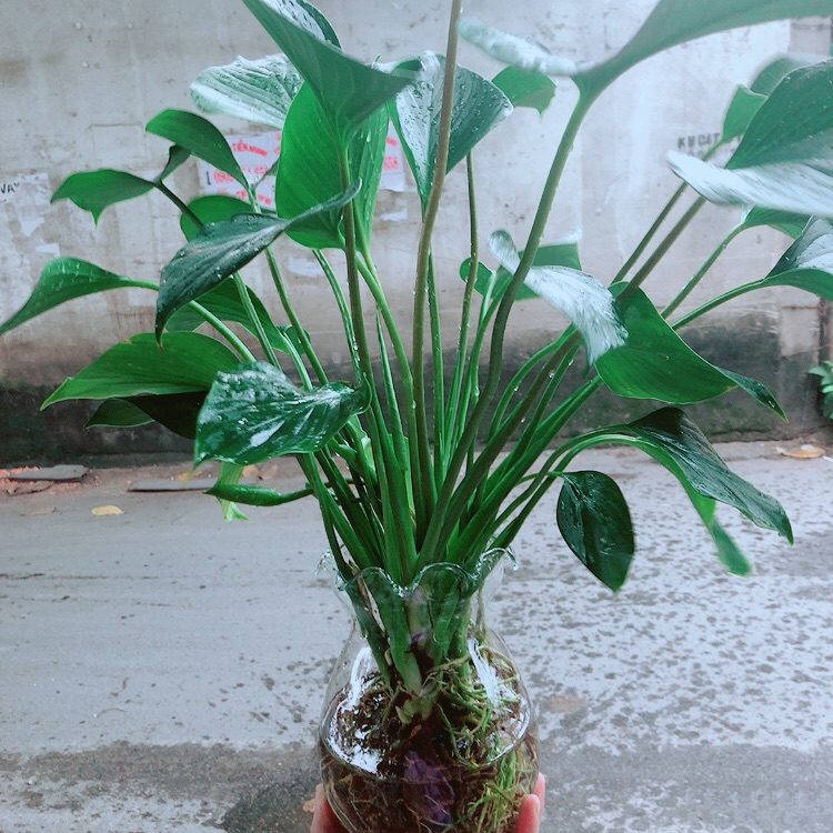 Chậu Thanh Tâm Thuỷ Sinh