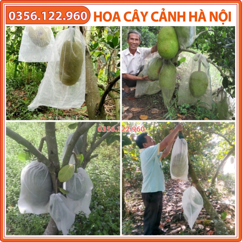 10 Túi Bọc Mít kích thước 40x50cm