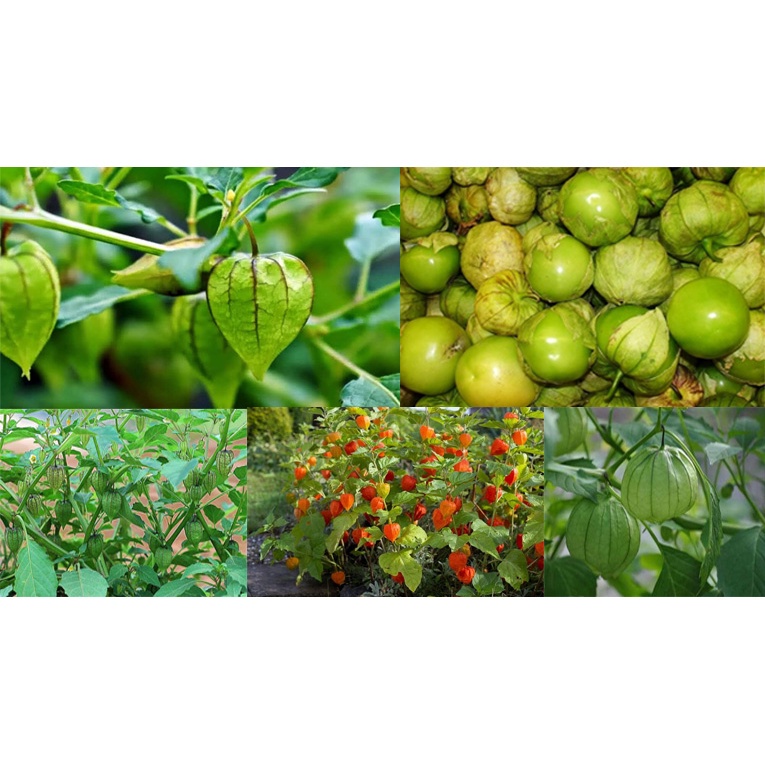 cây Thù Lù ,cây tầm Bóp, Anh Đào Đất - cây giống