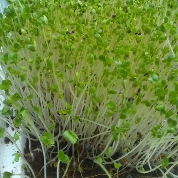 hạt giống mầm cải thìa (pak choy sprouts) CT539 - Gói 20gram