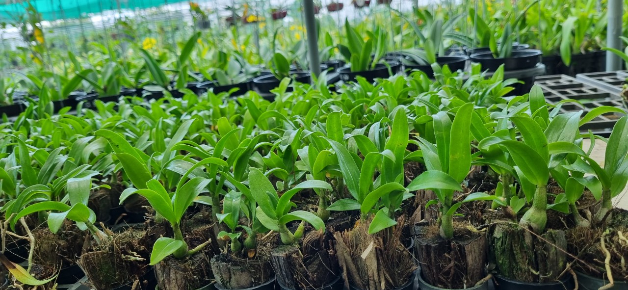 Hoa lan damary 3 lưỡi size cây giống cao 5-10cm