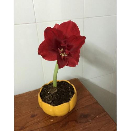 Củ giống hoa lan huệ Tây đỏ nhung