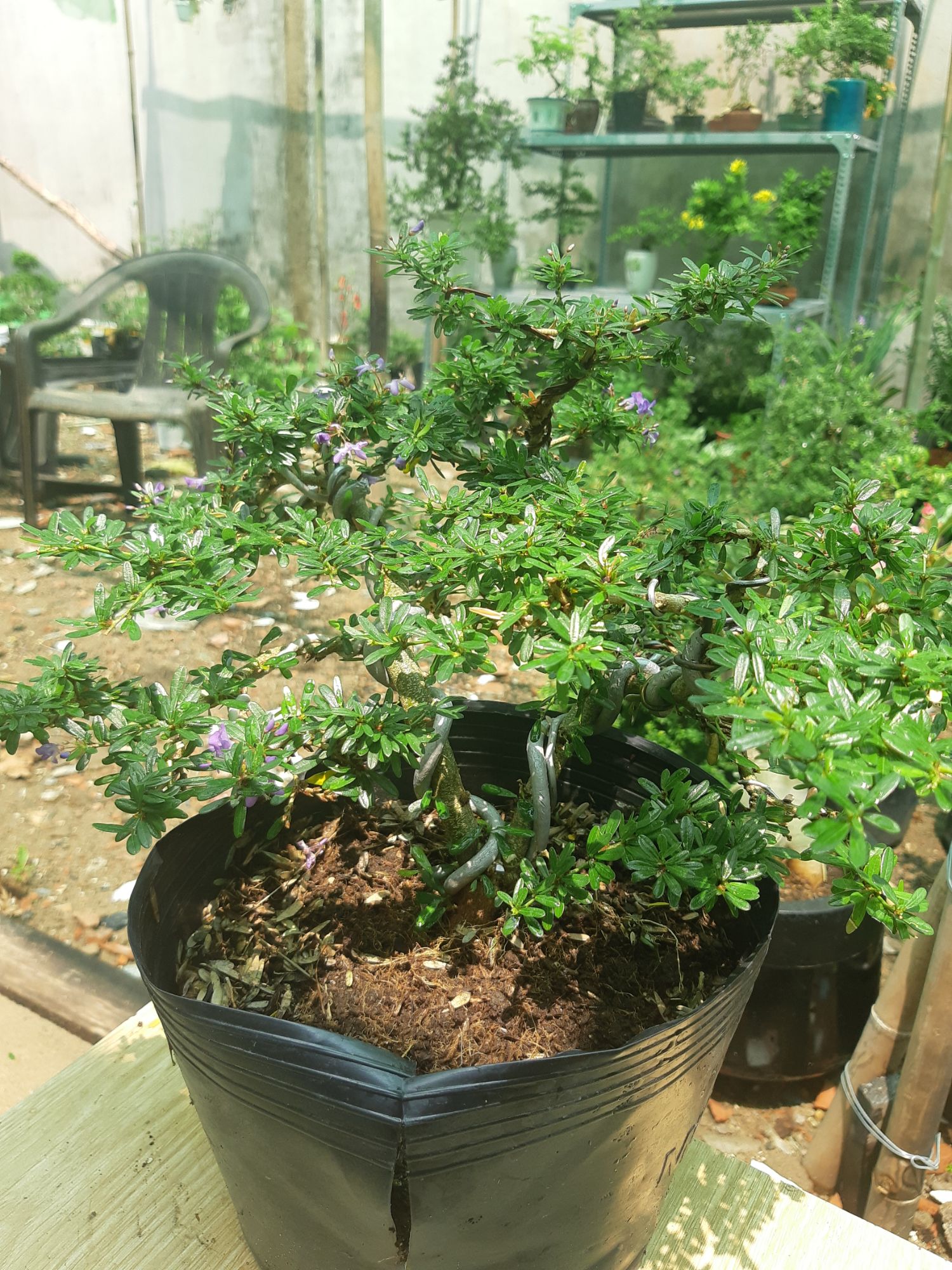 linh sam bonsai dáng đẹp TẶNG CHẬU