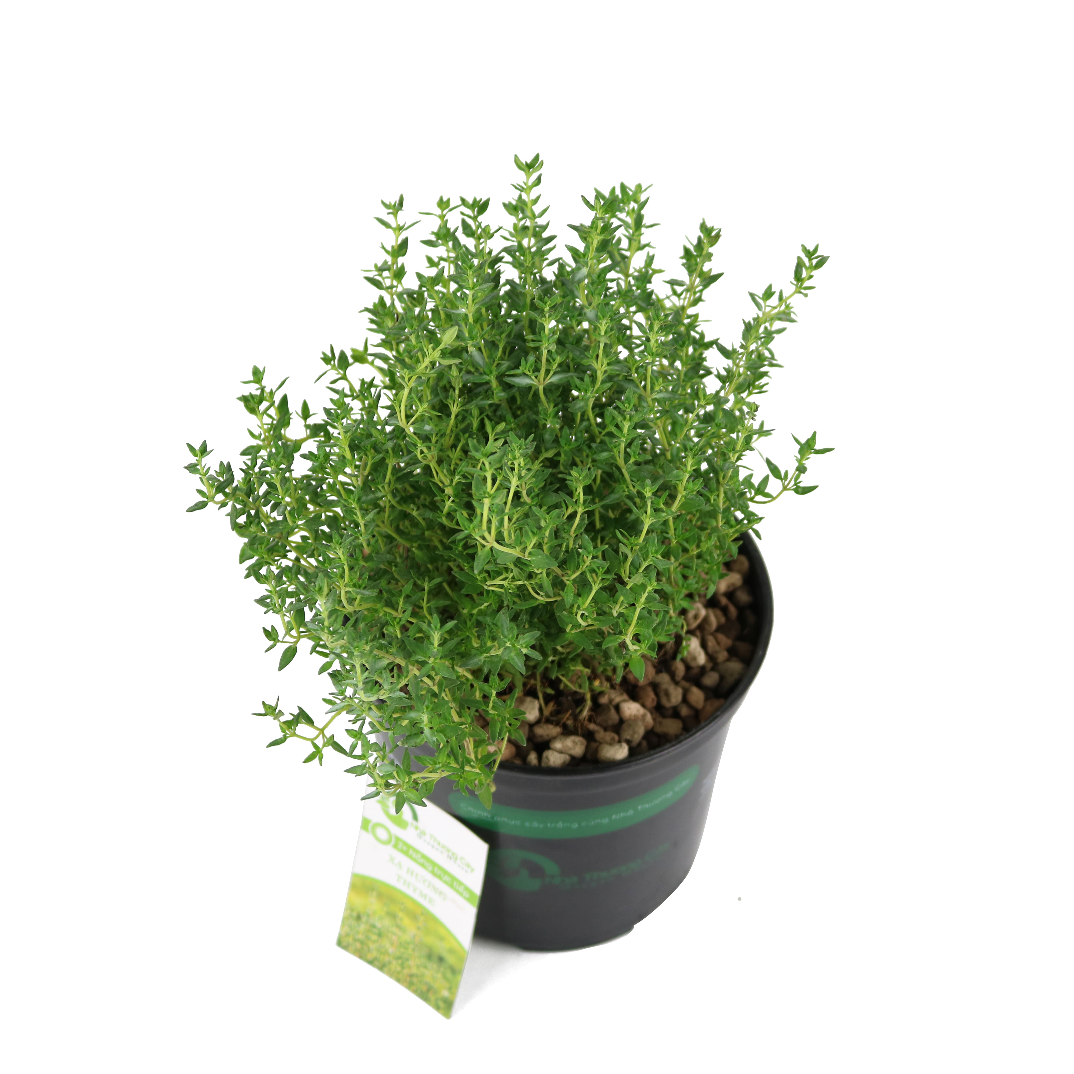 Cây gia vị | Cây xạ hương | Thyme