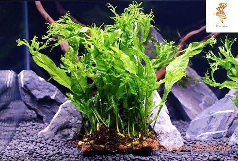 Cây thủy sinh Dương xỉ sừng hươu