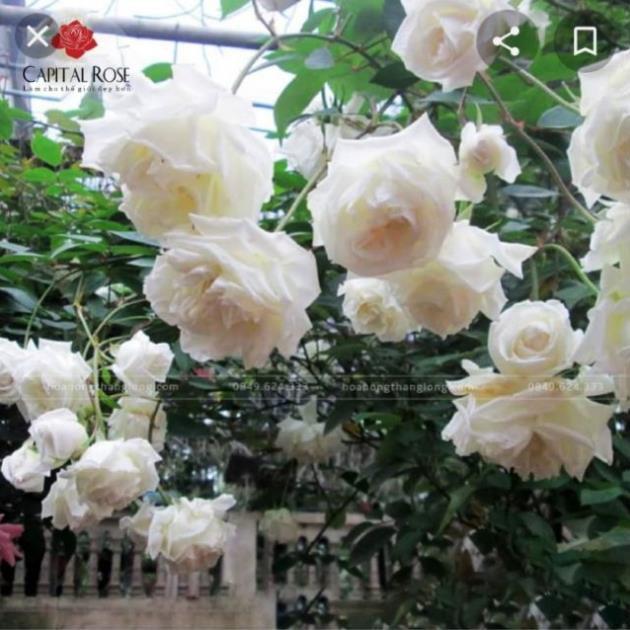 Hoa Hồng Bạch Cổ (Cây Đã Trồng Được 3 năm)