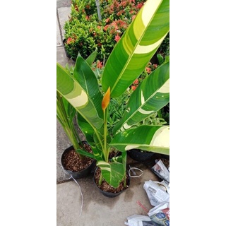 Cây chuối thiên Điểu
