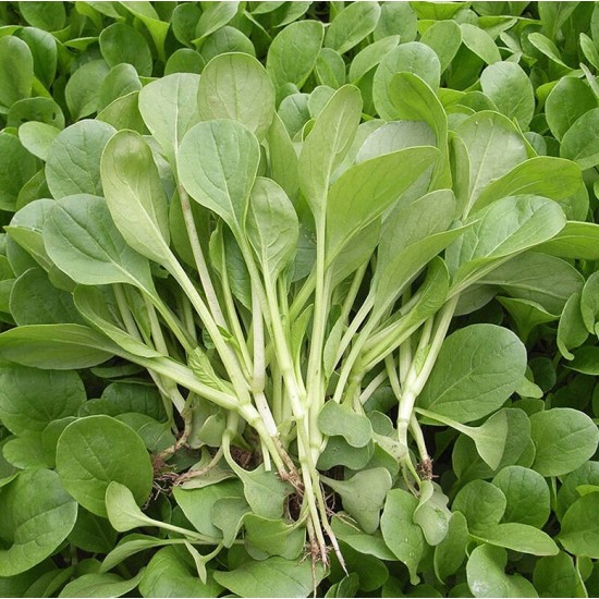Hạt Giống Cải Bẹ Xanh Ăn Non