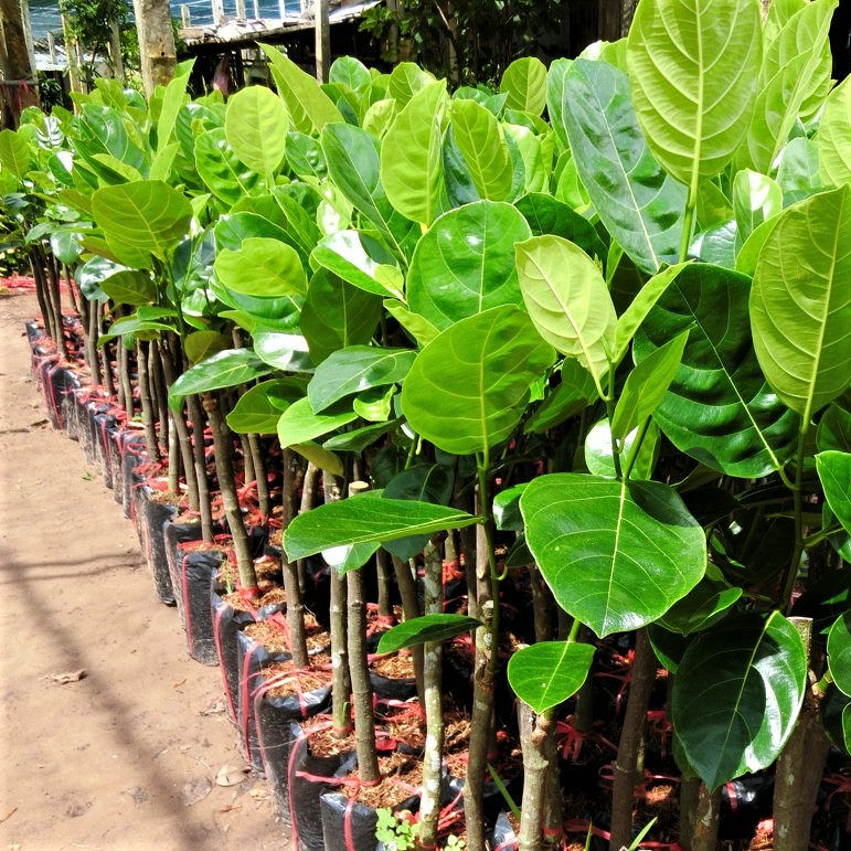Mít thái siêu sớm giống chuẩn