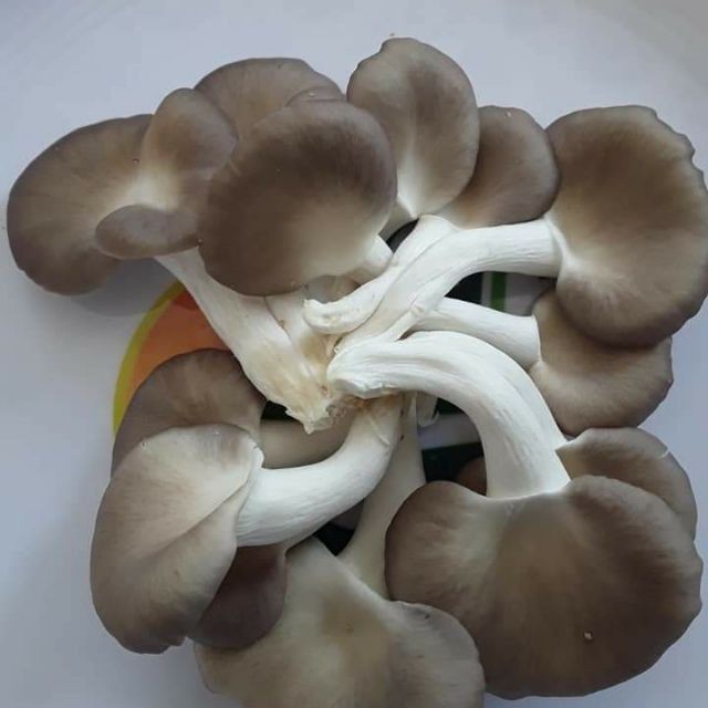 Phôi Nấm Bào Ngư Xám (9 Phôi) [Cantho Farm]