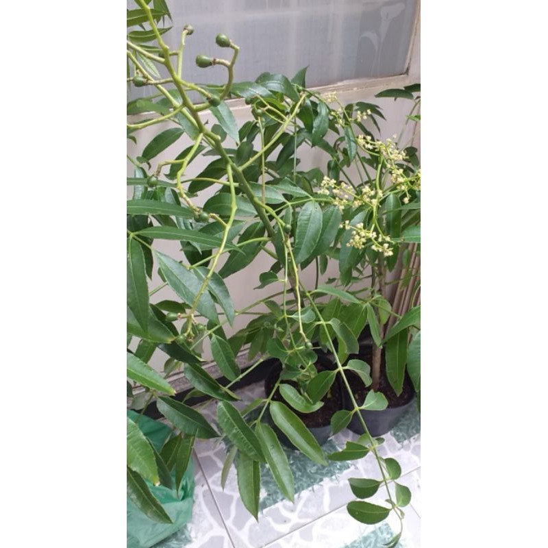 Chậu cây cóc thái mới về , cây đẹp.