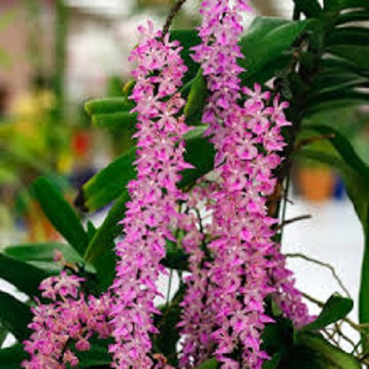 Sản Phẩm Hoa lan giáng thu (cây cao 40cm,bộ rễ khỏe)