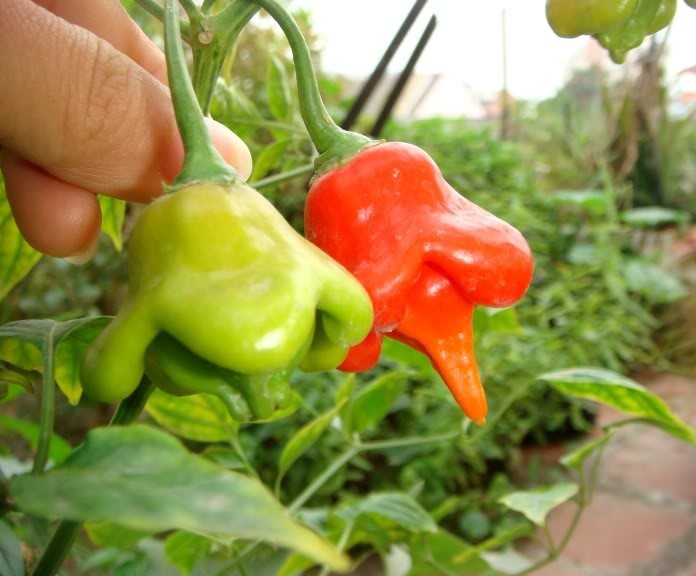 "Gói 20 Hạt " Hạt giống ớt chuông gió ( ớt hoa hồng )