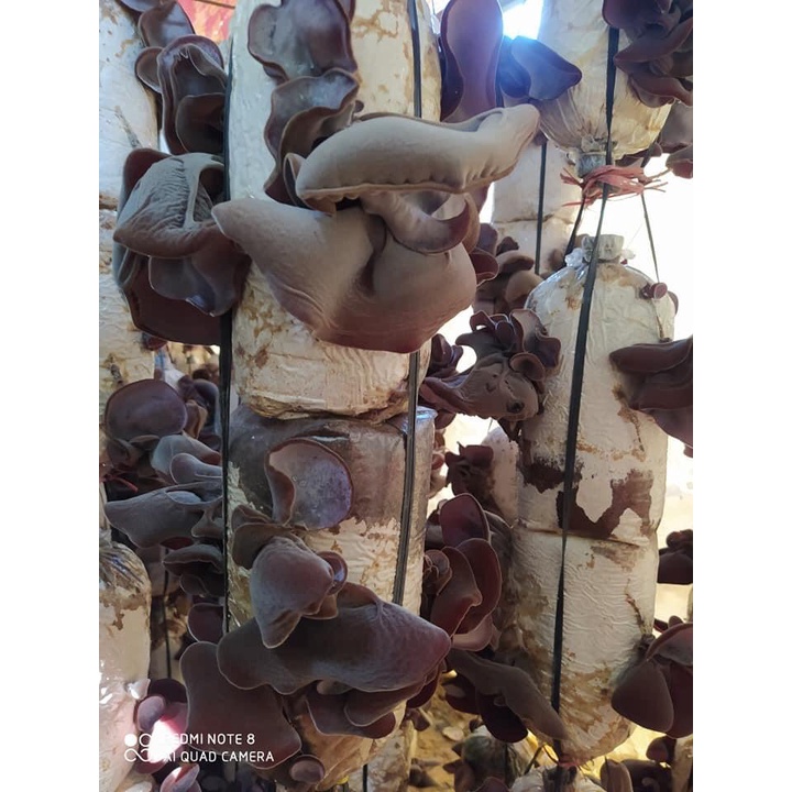 Phôi nấm Mộc nhĩ - (01 kiện 10 phôi)