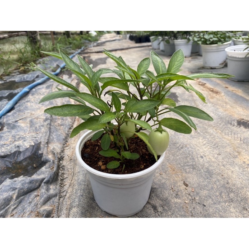 Cây dưa pepino vàng - giống nam mỹ