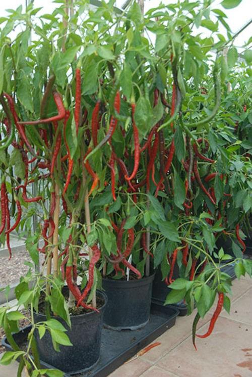 Hạt giống ớt đậu đũa sung dài