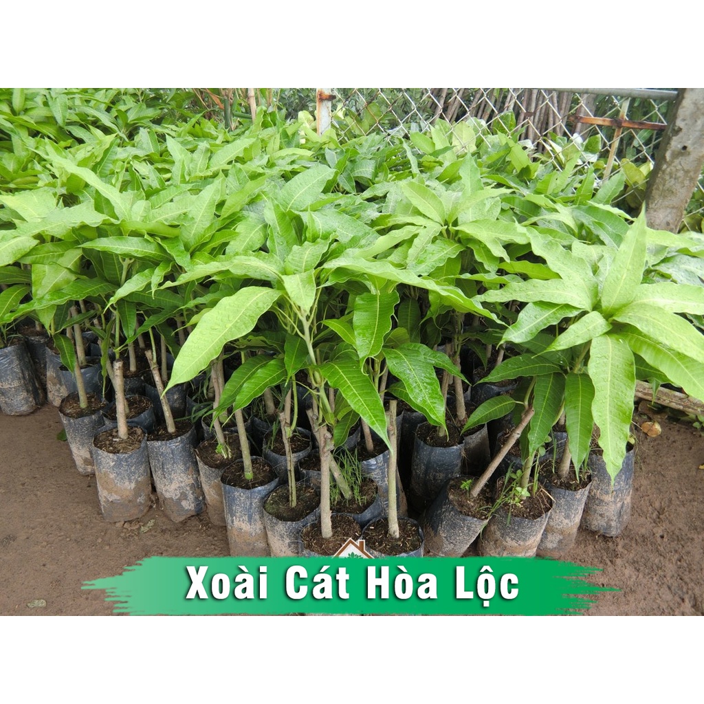 Cây Xoài Cát Hòa Lộc Giống
