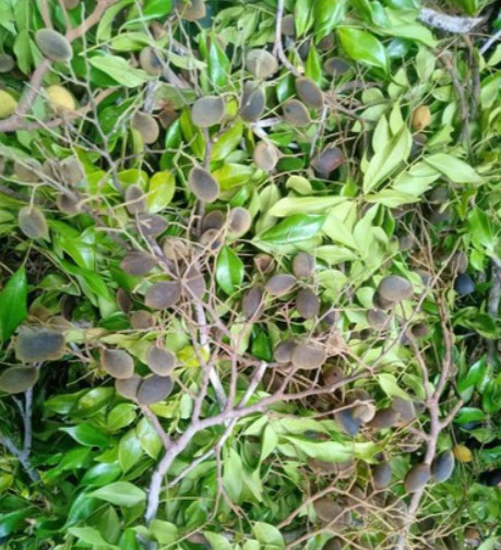 Combo 2 ký Say Nhung Rừng