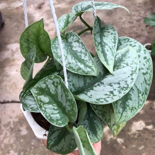 Cây trầu bà pháp - Cây cảnh trong nhà
