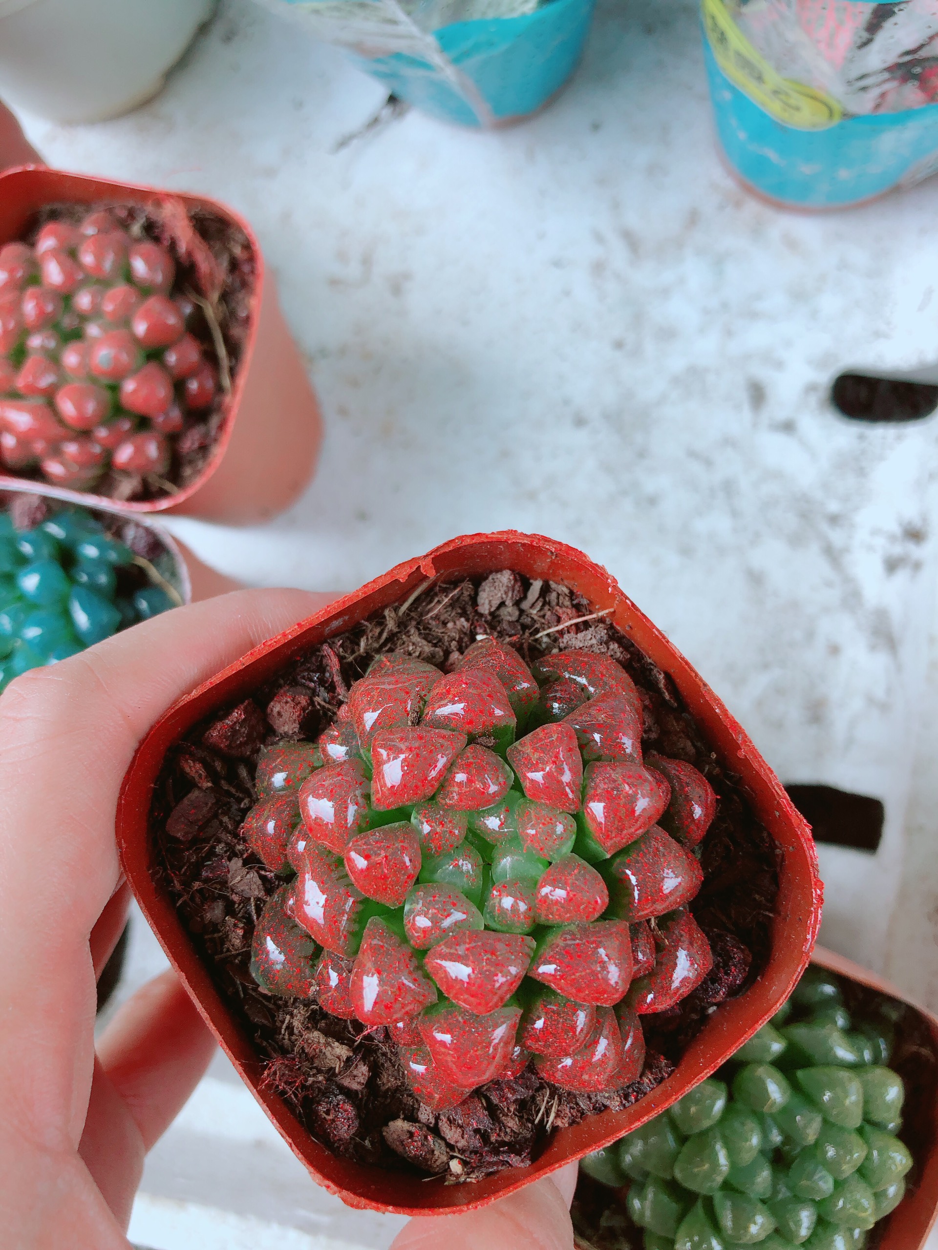 Sen Đá Kim Cương Cooperi Đỏ