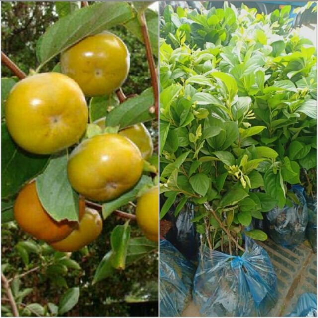 Cây hồng giòn