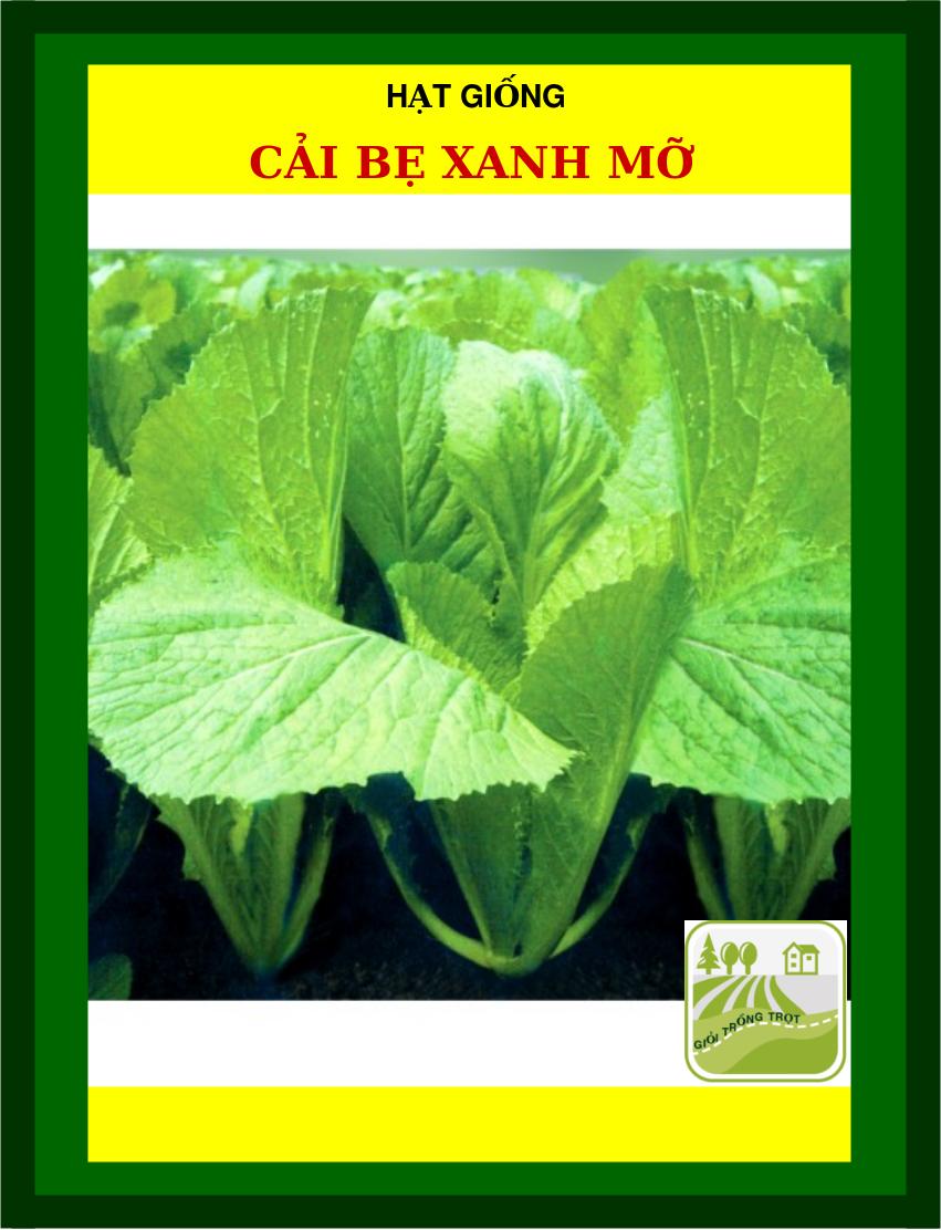 50G - Hạt Giống Cải Bẹ Xanh Mỡ