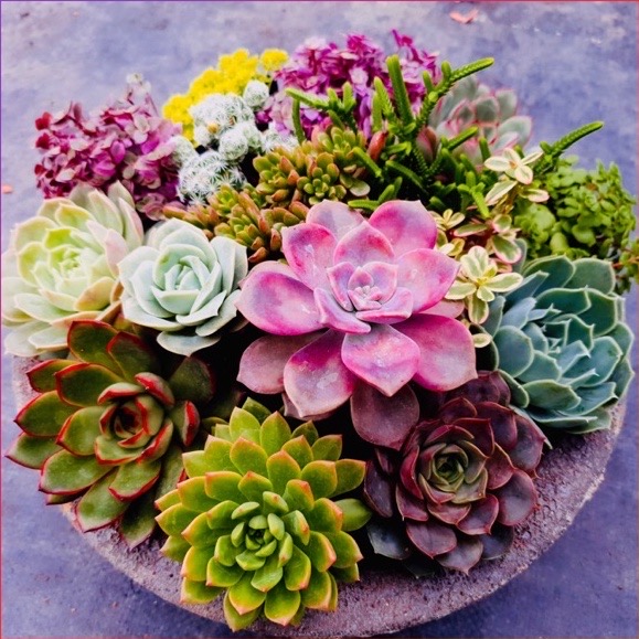 SEN ĐÁ 12 CÂY MIX RANDOM SIZE BÉ KHOẺ ĐẸP LỖI 1 ĐỔI 1